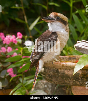 Kookaburra, Australian Laughing jackass, Dacelo novaeguineae at a garden bird bath with background of green foliage and pink flowers Stock Photo