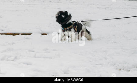 Miniature poodle in motion shaking snow off of his fur Stock Photo