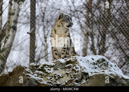 Captive snow leopard (Panthera uncia) at Highland Wildlife Park, Kincraig, Kingussie, Scotland, UK Stock Photo