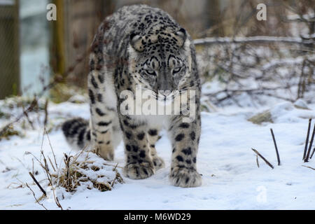 Captive snow leopard (Panthera uncia) at Highland Wildlife Park, Kincraig, Kingussie, Scotland, UK Stock Photo