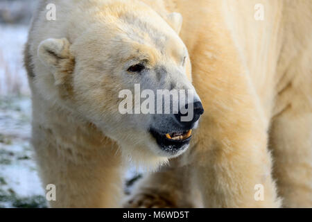 Captive adult male polar bear (Ursus maritimus) at Highland Wildlife Park, Kincraig, Kingussie, Scotland, UK Stock Photo