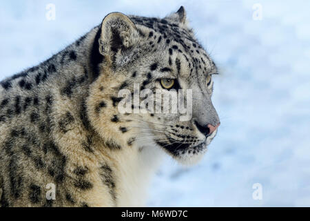 Captive snow leopard (Panthera uncia) at Highland Wildlife Park, Kincraig, Kingussie, Scotland, UK Stock Photo