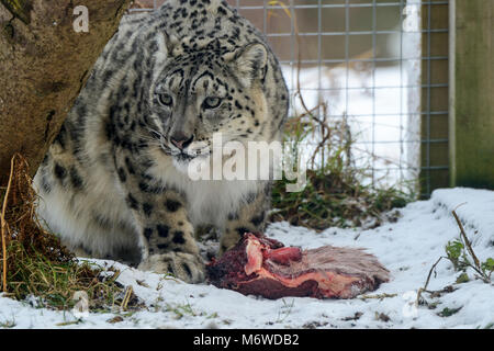 Feeding time for captive snow leopard (Panthera uncia) at Highland Wildlife Park, Kincraig, Kingussie, Scotland, UK Stock Photo
