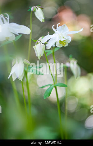 Close-up image of the spring flowering Aquilegia vulgaris flowers also known as Columbines or Granny's Bonnets Stock Photo