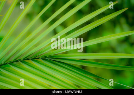 Palm leaves on Green background Stock Photo