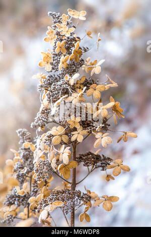 Close-up image of a frosted Hydrangea paniculate 'Brussels lace' seed head / flower head Stock Photo