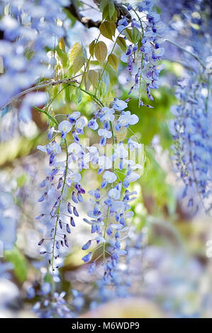 Close-up image of the spring flowering Wisteria sinensis or Chinese blue Wisteria flowers Stock Photo