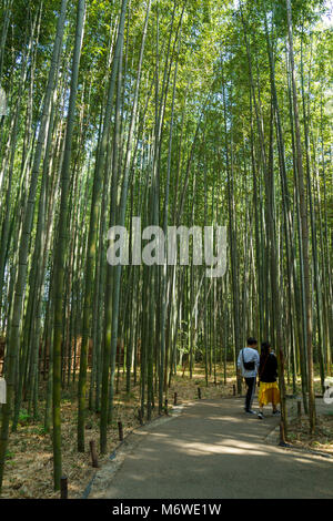 Japanese couple walking at the bamboo forest at Arashiyama in Kyoto, Japan Stock Photo
