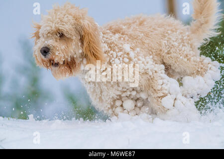 Cockapoo puppy playing in a fresh layer of snow for its first time. Stock Photo