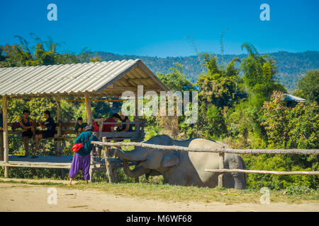 CHIANG RAI, THAILAND - FEBRUARY 01, 2018: Outdoor view of unidentified people under a hut looking two huge elephant in Jungle Sanctuary in Chiang Mai. Stock Photo