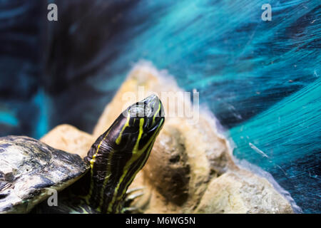 Painted Turtle in an Aquarium Stock Photo