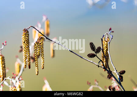 Miniature Pine Cones by Lake Stock Photo