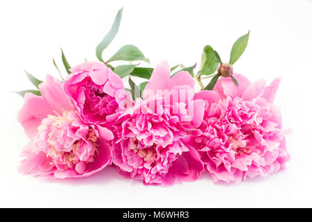 Pink Peonies on White Background. Stock Photo