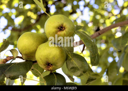 Three pears ripening on a pear tree are shaded from the dappled sunlight. Stock Photo