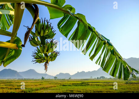 A banana plant with a bunch of small bananas in agricultural landscape, the hills around Mt. Zwegabin in the distance Stock Photo