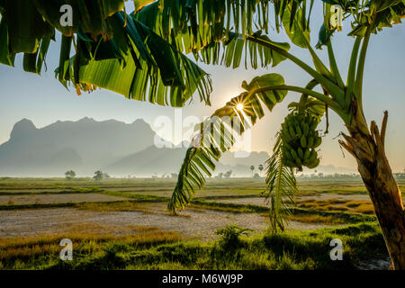 A banana plant with a bunch of small bananas in agricultural landscape, the hills around Mt. Zwegabin in the distance Stock Photo