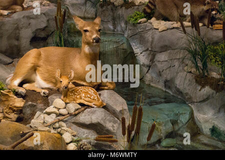 Cabela's store in Hamburg PA Stock Photo