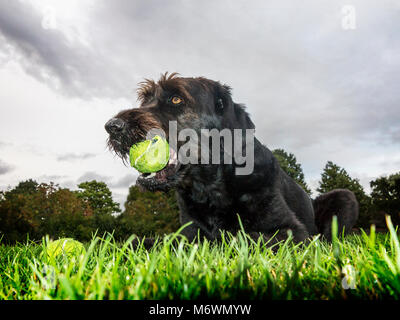 Low viewpoint of a black Labradoodle dog lying on the grass in a park with a tennis ball in its mouth Stock Photo