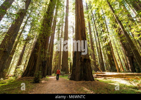 A man hikes through giant redwood trees in Humboldt Redwoods State and National Park along the Rockefeller Loop in Avenue of the Giants, California. Stock Photo