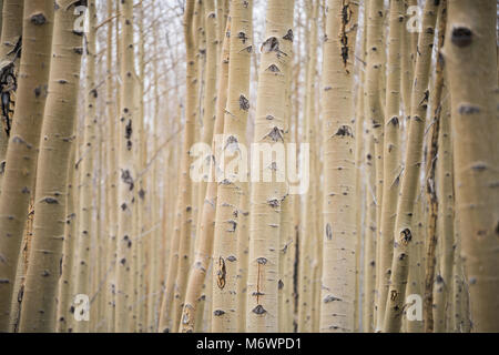 A grove of knotted white aspen trees in Santa Fe, New Mexico