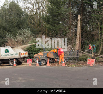 Tree surgeons at work in Greenwich Park, London. Stock Photo