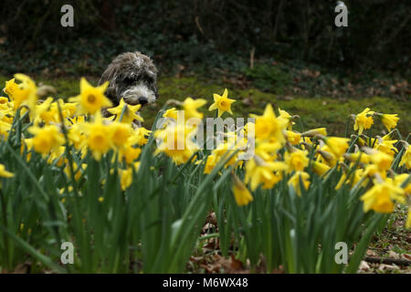 Spring is finally making an appearance as Cookie the cockapoo dog looks at these yellow daffodils in Peterborough, Cambridgeshire, on March 6, 2018. Stock Photo