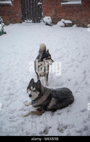 husky playing in the snow Stock Photo