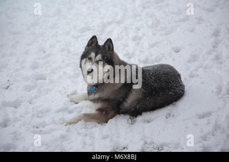 A husky digging and playing in the snow in his garden in England UK Stock Photo