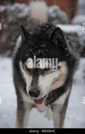 husky in the snow in england Stock Photo