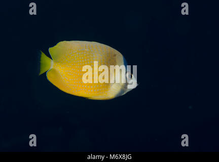 Side view of complete Klein's Butterflyfish, Chaetodon kleinii, Maldives, Indian Ocean Stock Photo