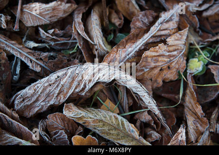 frost covered leaves on ground Stock Photo