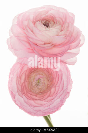 Cream ranunculus flowers and petals on a light pink background top view ...