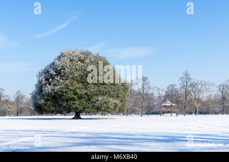 An oak tree between Greenwich Park and Blackheath on a snowy day under a blue sky, London, UK Stock Photo