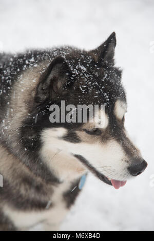 husky in the snow in Worcestershire England Stock Photo