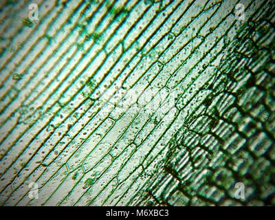 Onion epidermis seen under a microscope Stock Photo