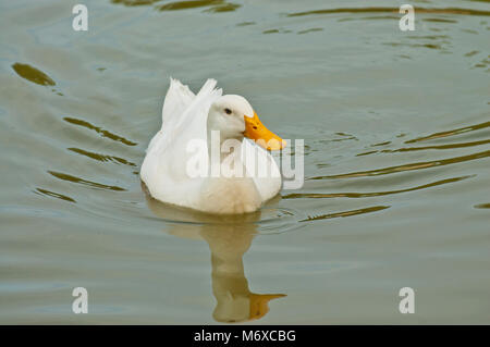 Duck creating reflections on the water while swimming in a lake in a park Stock Photo