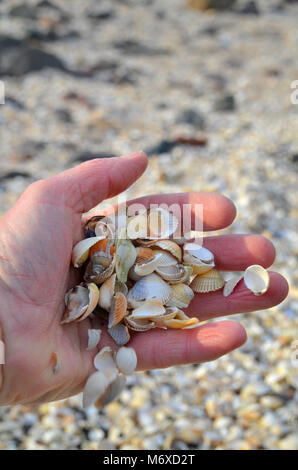 A persons hand  full of broken sea shells against a backdrop of a beach full of shells Stock Photo