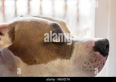 A close-up of a mixed breed pit bull dog (American and American Staffordshire Pit Bull Terriers)  (Canis lupus familiaris) shows his eyes looking up. Stock Photo