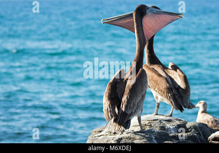 Two California Brown Pelicans stretching / inflating throat pouches on rocky outcrop at Punta Lobos in Baja California Mexico BCS Stock Photo