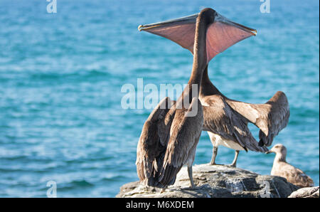 Two California Brown Pelicans stretching / inflating throat pouches on rocky outcrop at Punta Lobos in Baja California Mexico BCS Stock Photo