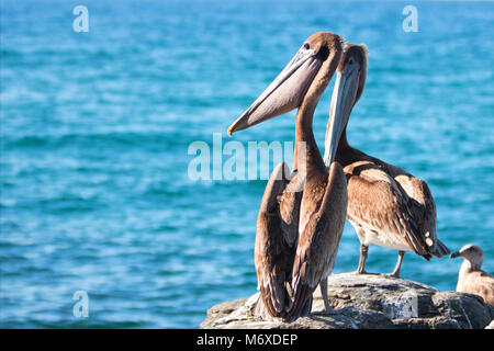 California Brown Pelican stretching / inflating throat pouch on rocky outcrop at Punta Lobos in Baja California Mexico BCS Stock Photo