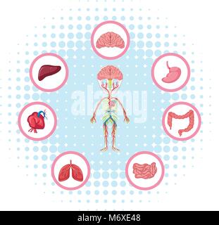 Diagram showing different parts of the body illustration Stock Vector