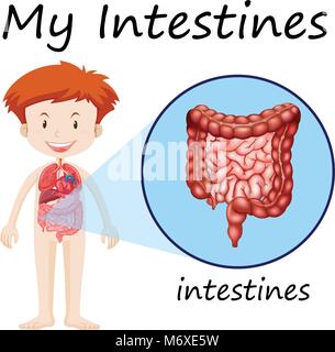 Diagram showing intestines in human boy illustration Stock Vector