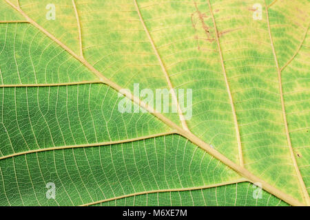 Yellow And Green Gradient Branch Leaves Texture For Background Stock Photo