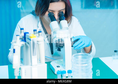 technician review bacterial colonies in Petri dishes using the microscope Stock Photo