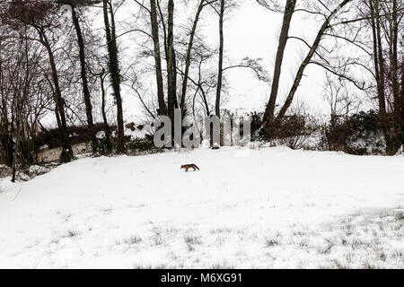 From foxes and badgers to rabbits and deer, learn how to identify the tracks and footprints of animals in snow.Fox Visits a snowy woodland Stock Photo