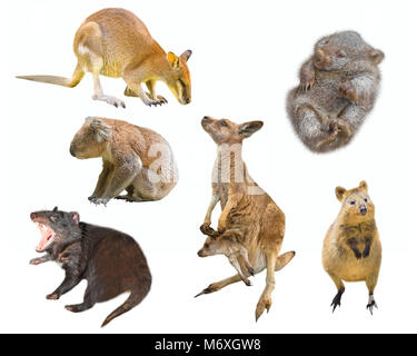 Collage of Australian marsupial mammals, isolated on white background. Wallaby, Tasmanian Devil, Wombat, Kangaroo with Joey, Quokka and Koala. Stock Photo