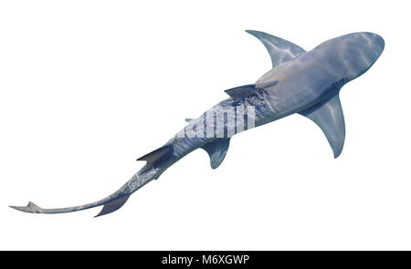 A Sicklefin Lemon shark, Negaprion acutidens, isolated on white background. The Lemon shark lives in the sandy reef near the edge of water. Copy space. View from top. Stock Photo