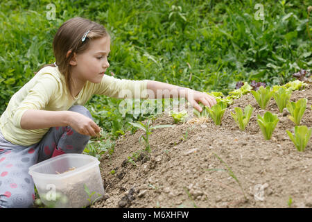 Little girl planting young salad seedlings in spring, helping with gardening. Education for life, home fun concept. Stock Photo