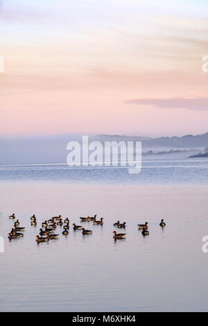 Canada Geese and misty morning colours on Bassenthwaite Lake, Cumbria, England. Stock Photo